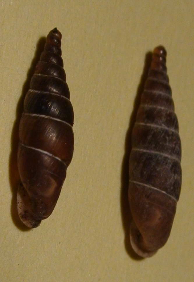 Charpenteria (Itala) stenzii cincta (Rossmaessler,1836)